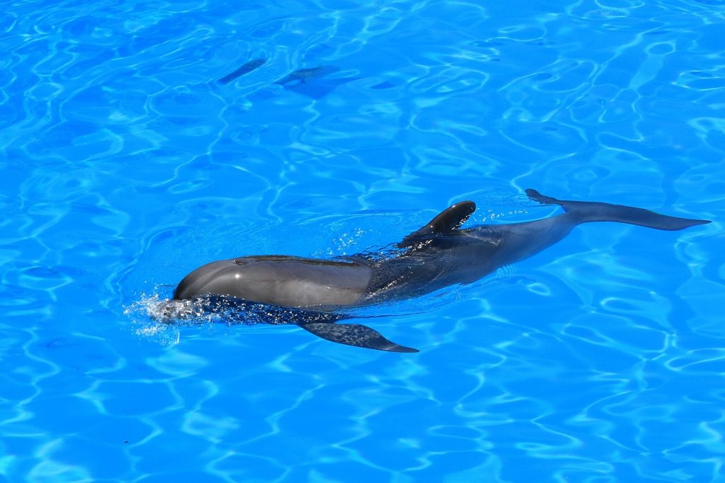 Pool Safety Inspections Cashmere