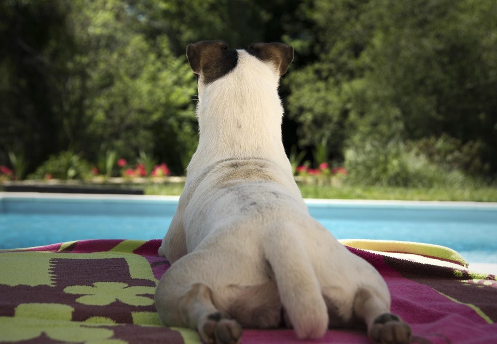 Pool Safety Inspections Holland Park West