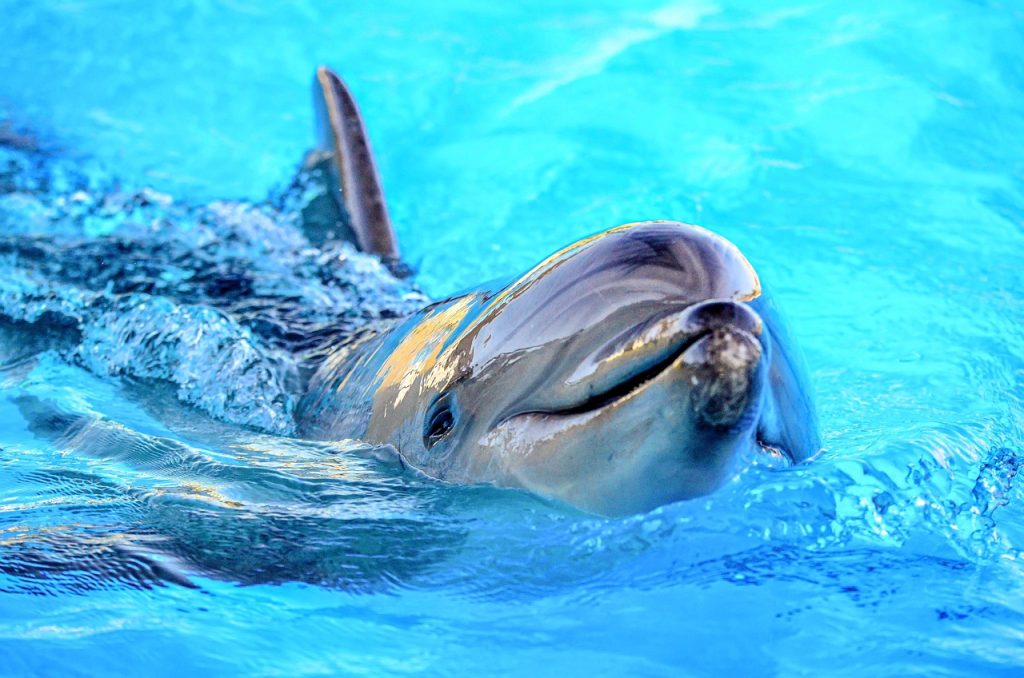 Pool Safety Inspections Image Flat