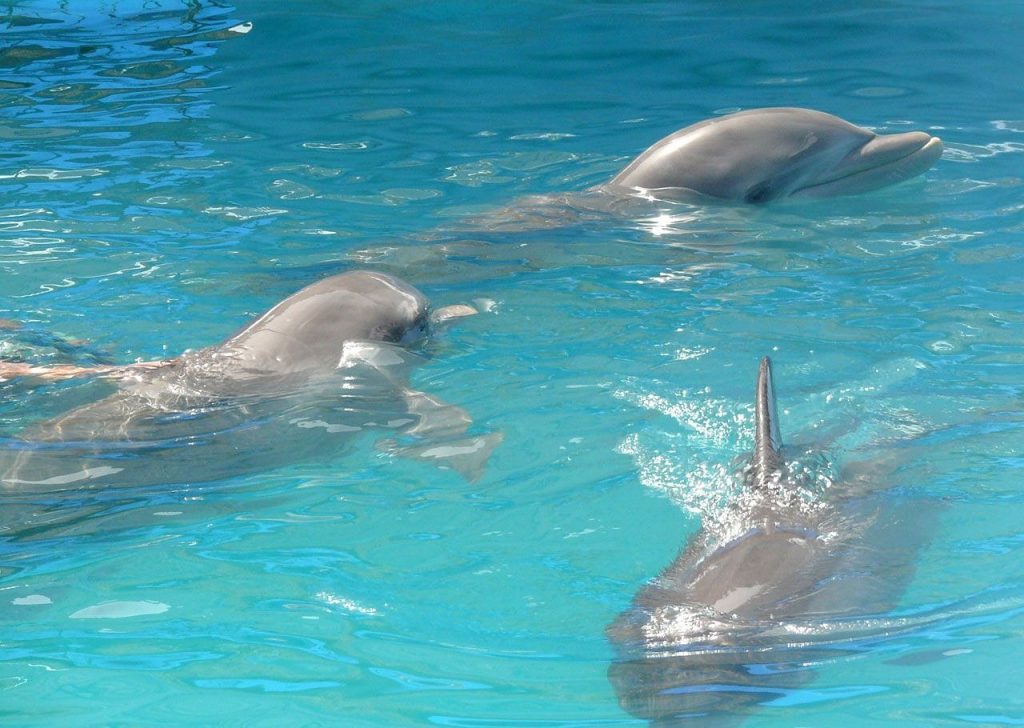 Pool Safety Inspections Margate