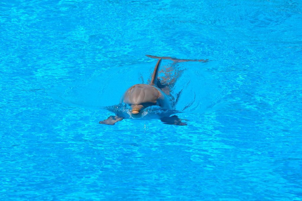 Pool Safety Inspections Thornlands